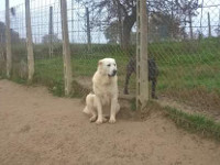 mastino abruzzese